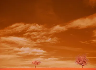 Unleash Your Inner Courage with Inspiring Brene Brown Quotes!